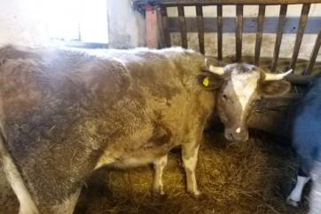 В Польше спасли от убоя корову-«транссексуала»